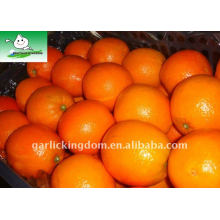 Big Navel Orange